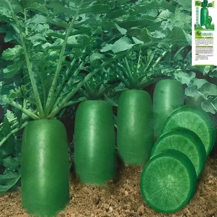 冰糖水果萝卜种子生吃脆甜农家蔬菜种孑四季播种阳盆栽绿萝卜种籽