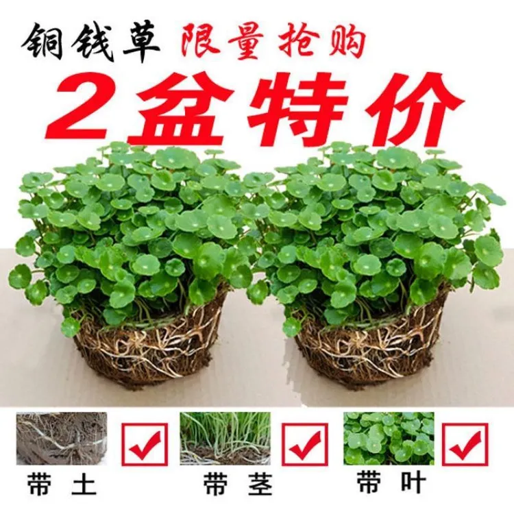 四季常青生长招财水培植物桌面盆栽金钱草花卉室内水养绿植吸甲醛