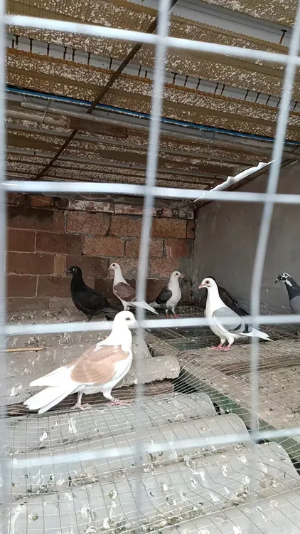 信鸽种鸽成绩鸽瓦灰雨点红色黑色白色麒麟