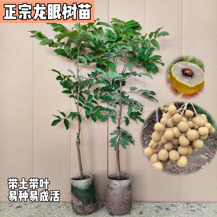 龙眼树苗 桂圆石硖龙眼苗正宗嫁接水果苗木树苗