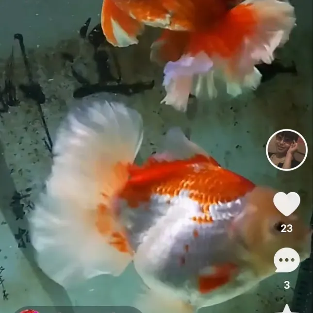 长身精品百褶泰狮