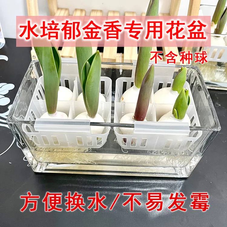水培郁金香花盆含定植篮水养种球玻璃器皿方便换水透明郁金香花瓶