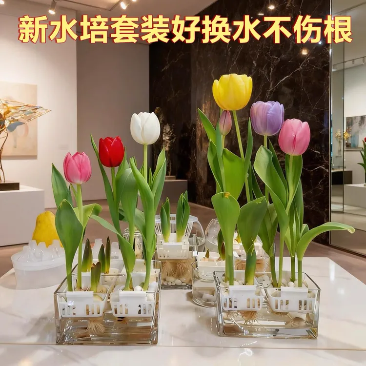 郁金香种球可水培可土培室内阳台庭院盆栽花卉水培 植物商品图