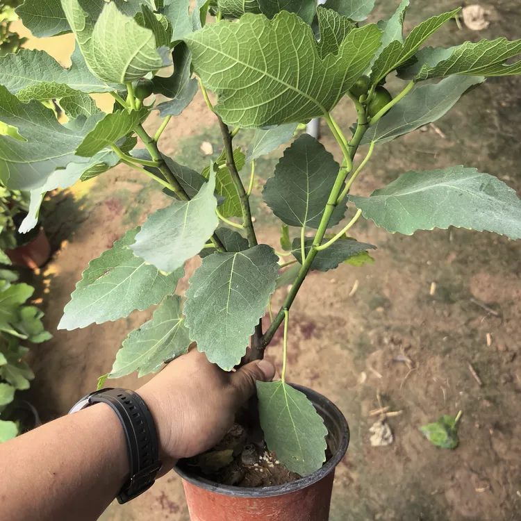 蜜桃无花果树波姬红带土带叶发货新品种盆栽地栽南北方种植商品图