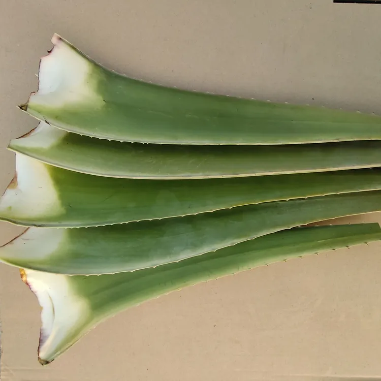 库拉索芦荟美容院芦荟灌肤专用食用芦荟饭店直播间吃播推荐盆栽