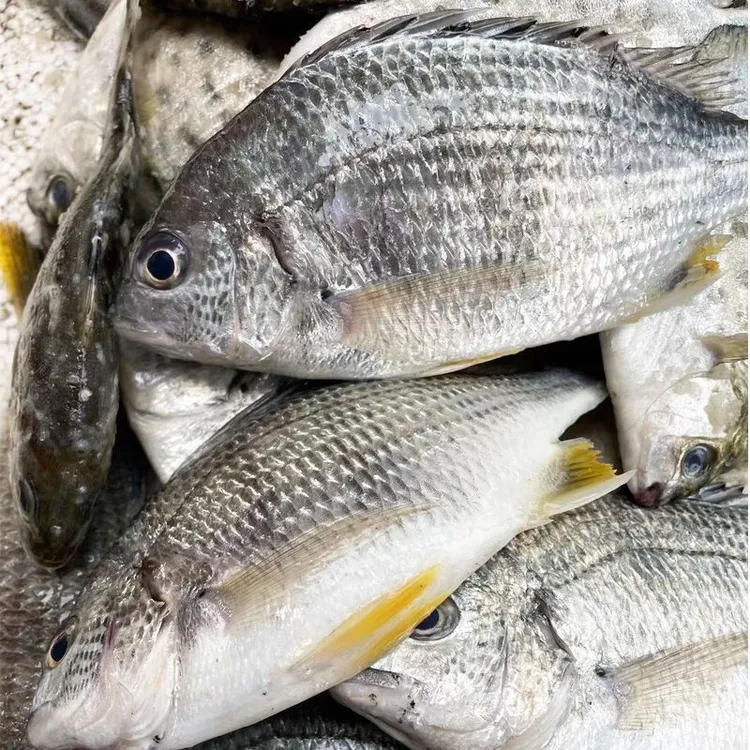 广东惠来神前港海捕黄脚立鱼本港黄立鱼赤翅鱼【顺丰冷链】