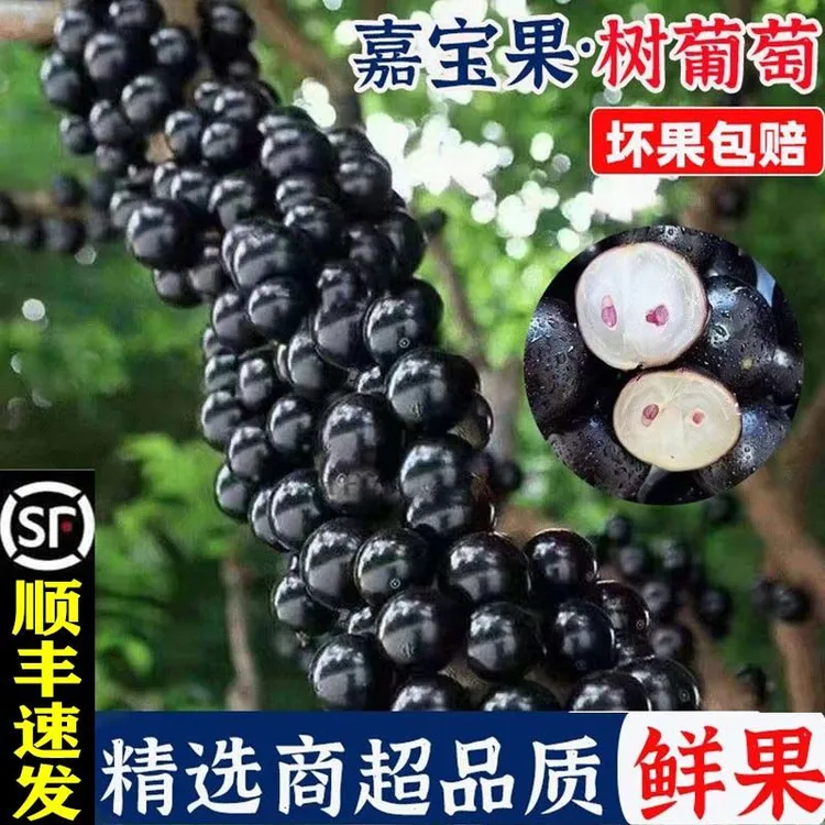 顺丰包邮正宗嘉宝果新鲜水果当季鲜果现摘树葡萄孕妇稀奇水果稀有