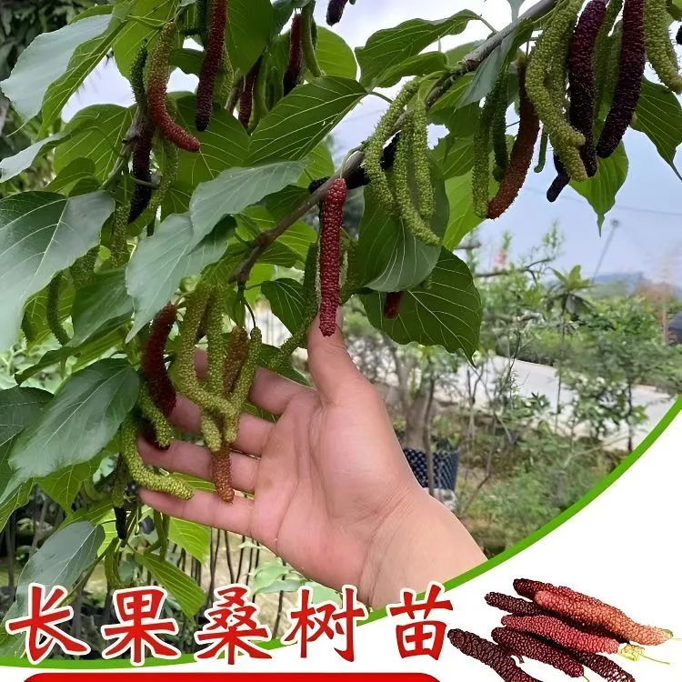 正宗长果桑葚树苗四季种植当年结果长果桑葚苗南北方庭院种植地栽