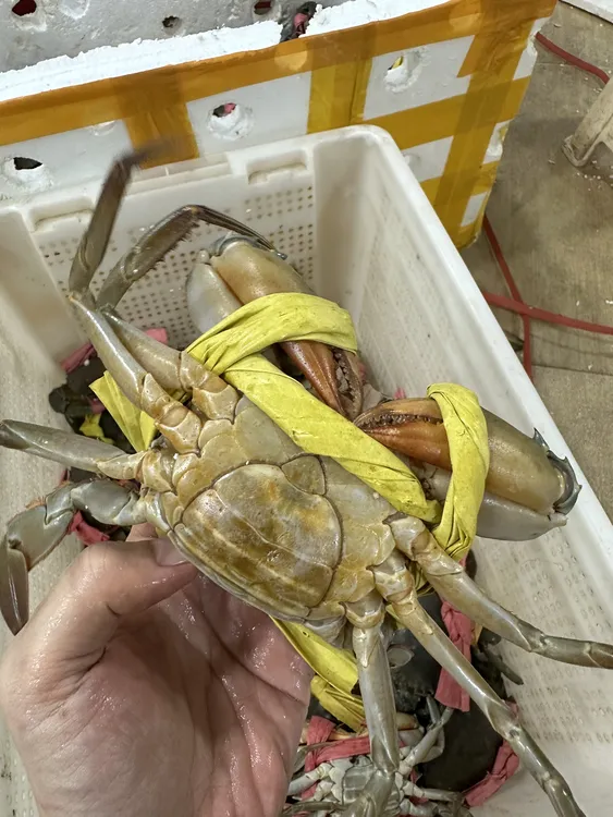 【包活到家】国产燕母蟹包肥少膏可清蒸干煎海鲜水产带绳子顺丰包邮