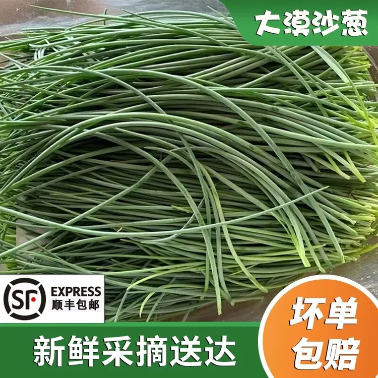 【顺丰包邮】甘肃民勤新鲜沙葱蒙古韭现摘现发沙葱坏单包赔新鲜蔬菜