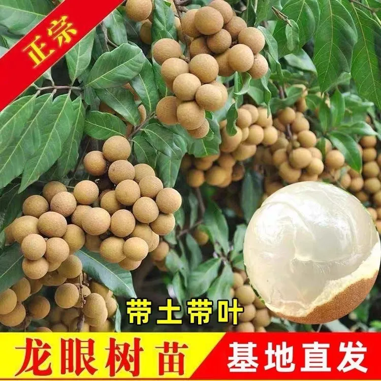 正宗龙眼树苗四季龙眼石峡龙眼嫁接果树耐寒水果当年结果