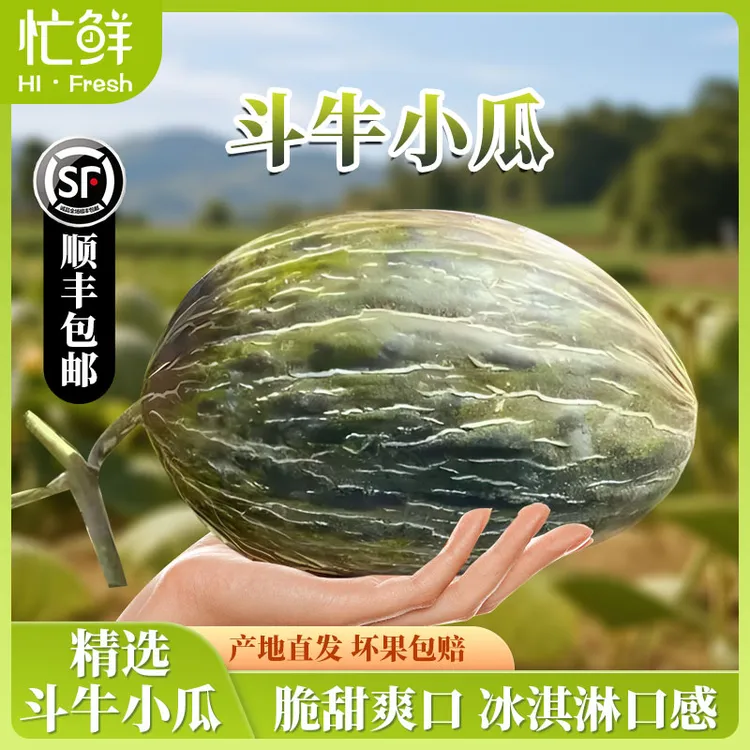 忙鲜甘肃民勤特产沙漠斗牛小瓜黑金蜜瓜冰激凌般爆甜产地直发