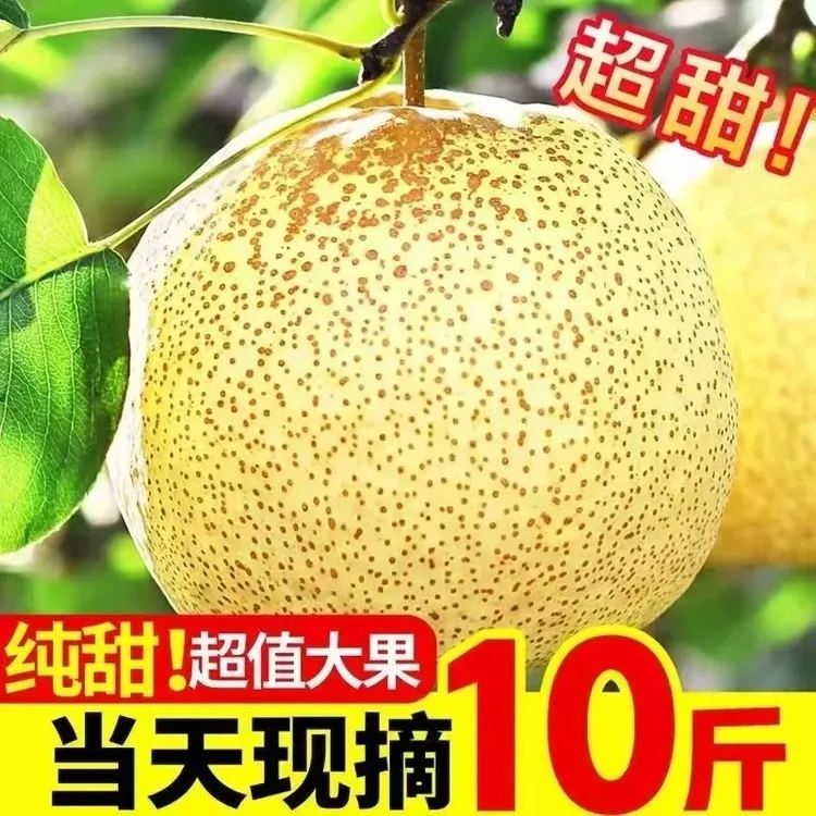 宁陵酥梨砀山酥梨新鲜现摘应季水果皮薄多汁爆甜脆