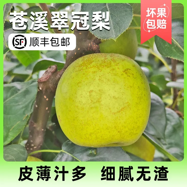 尘乡居-苍溪翠冠梨皮薄汁多细腻无渣（顺丰包邮）