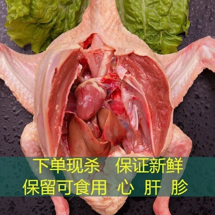 【快递冷链】三只3年鸽子肉新鲜现杀土鸽子汤三年老鸽子肉生鲜