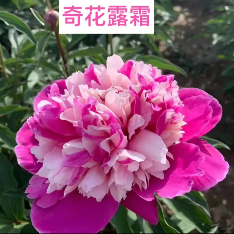 芍药花 奇花露霜