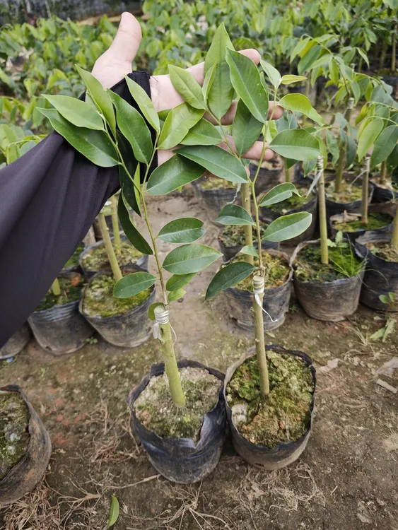 【虎斑2号】正宗一代苗叶子斑点明显带油口发货原土带叶保证正宗真