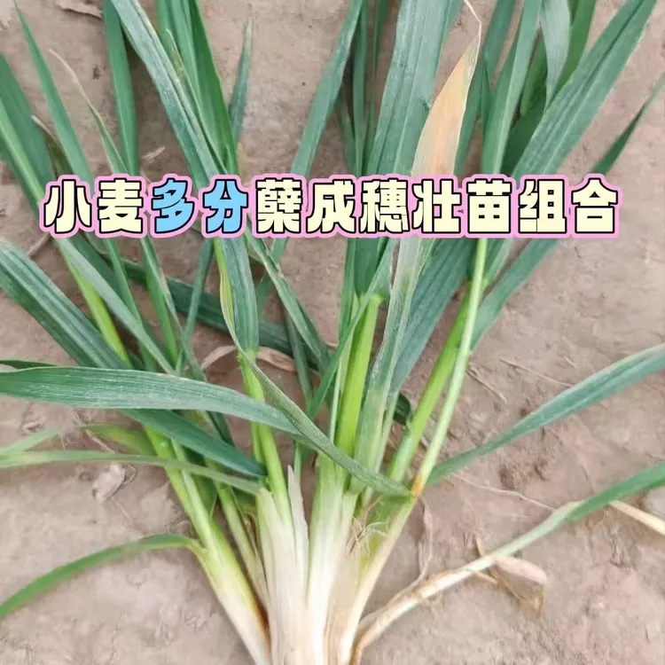 【小麦多分蘖多成穗】小麦多分蘖多成穗壮苗生根叶面组合