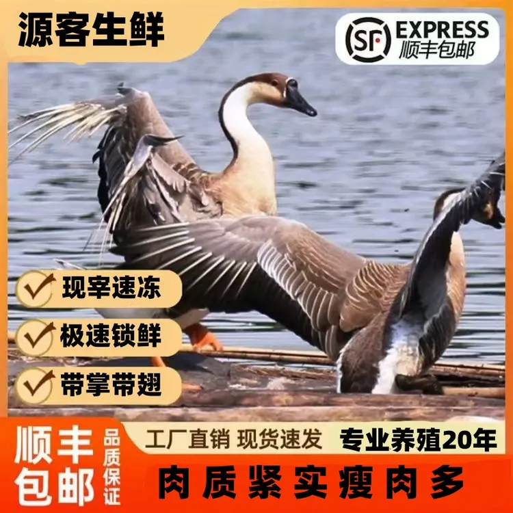 【惊爆价！促销福利】农家散养大雁鹅单只净重5斤带掌、带翅、带心肝7