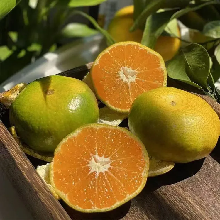 正宗临海涌泉高山蜜桔早熟由良蜜桔新鲜采摘包邮到家