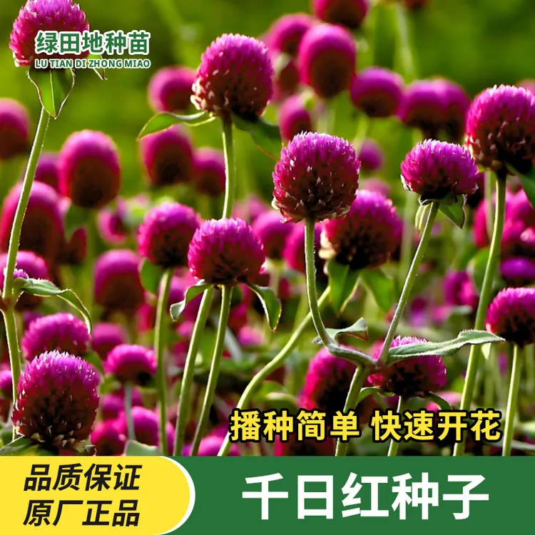 千日红种子千日紫百日红种子庭院小院盆栽地栽春季秋季花卉种子籽