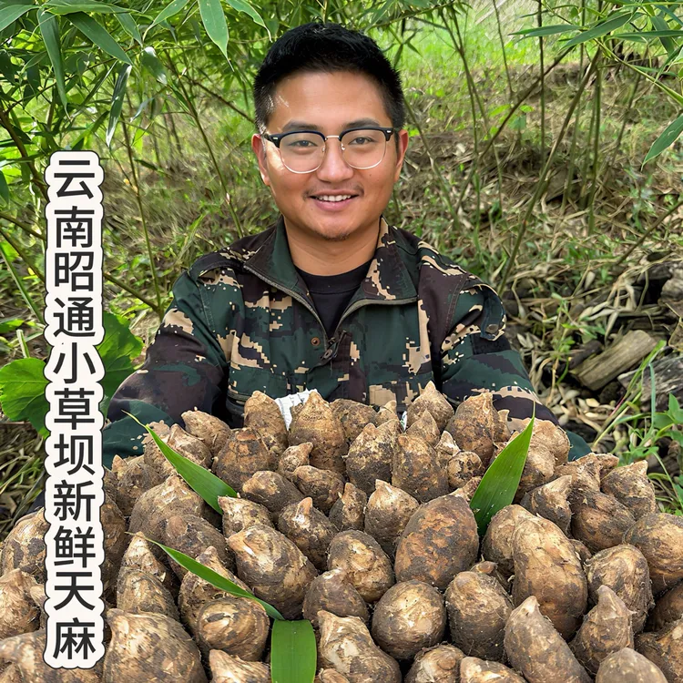 罗黑黑山货【新鲜天麻大果】带泥发货高山林下野外生长可炖鸡煲汤