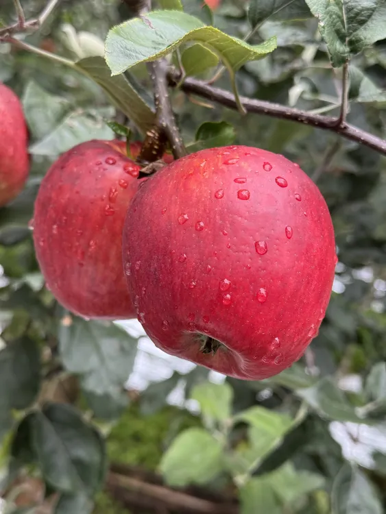 云南昭通头茬红露丑苹果现摘糖心新鲜脆甜无酸多汁包邮