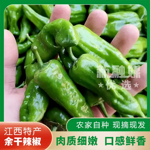 中辣-江西特产正宗余干辣椒农家自种现摘现发辣椒炒肉露天种植