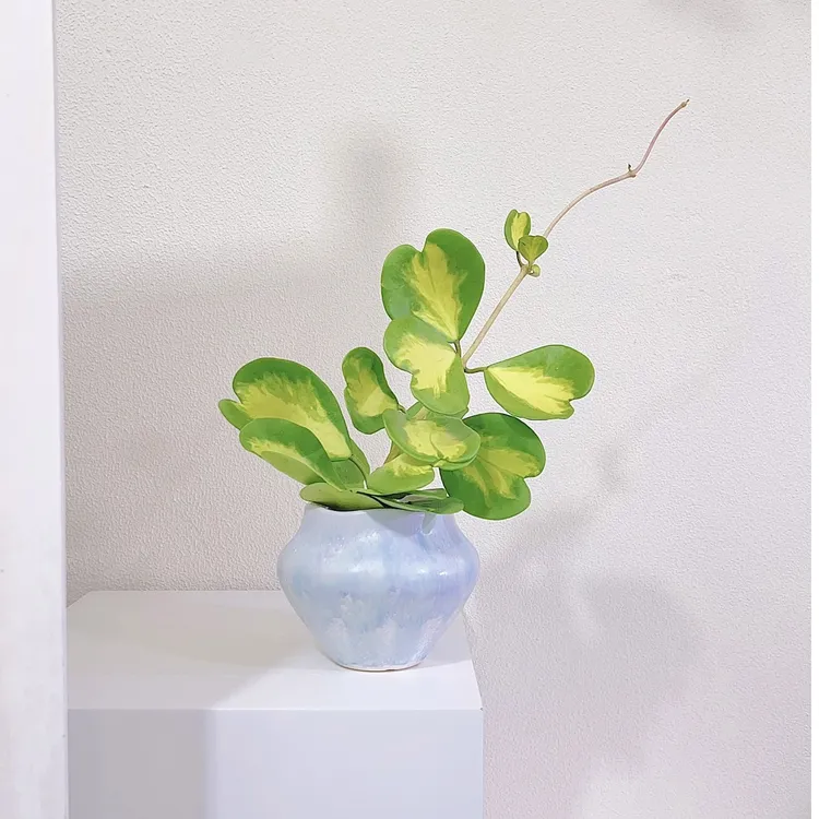 心叶球兰锦皇后藤蔓植物开花盆栽室内阳台飘窗窗户绿植耐旱好打理