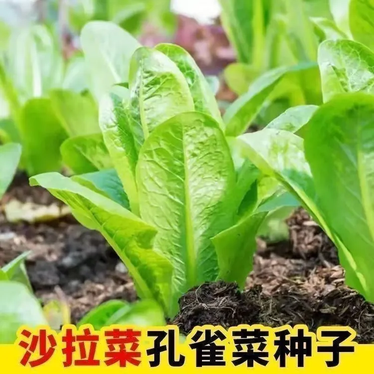 沙拉孔雀菜种子新种不生虫脆甜生吃直立生菜四季播种沙拉菜