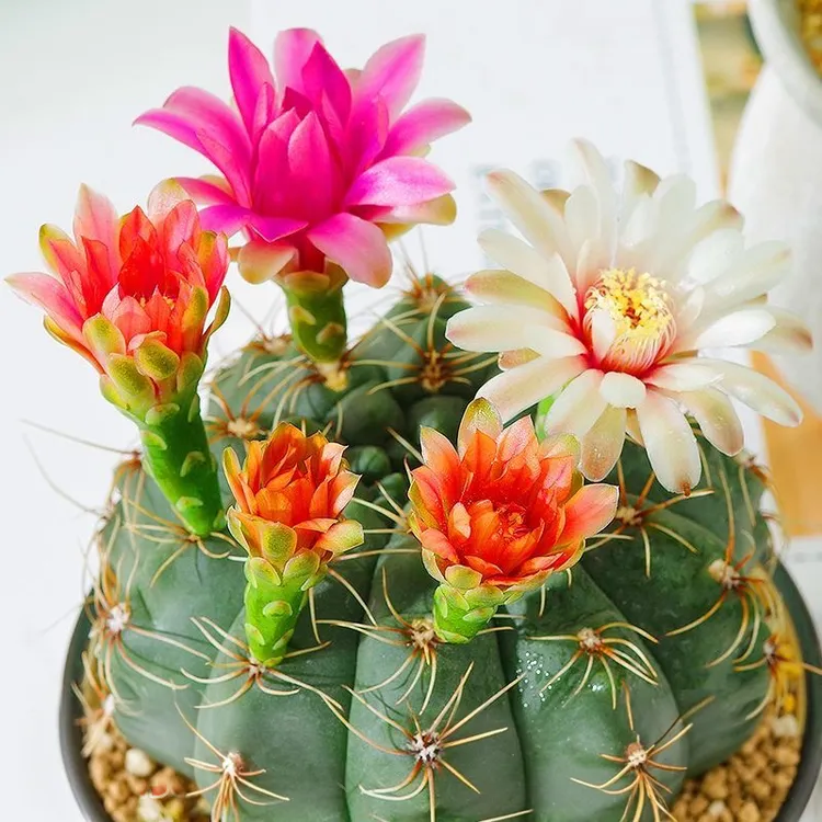 绯花玉仙人球盆栽四季开花好活净化空气吸甲醛桌摆办公室花卉绿植