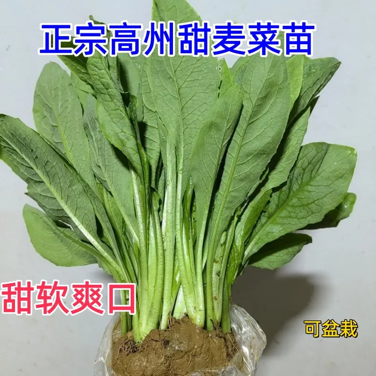 正宗高州甜麦菜秧苗四季盘栽甜软爽口大叶高产四季产地带泥发货