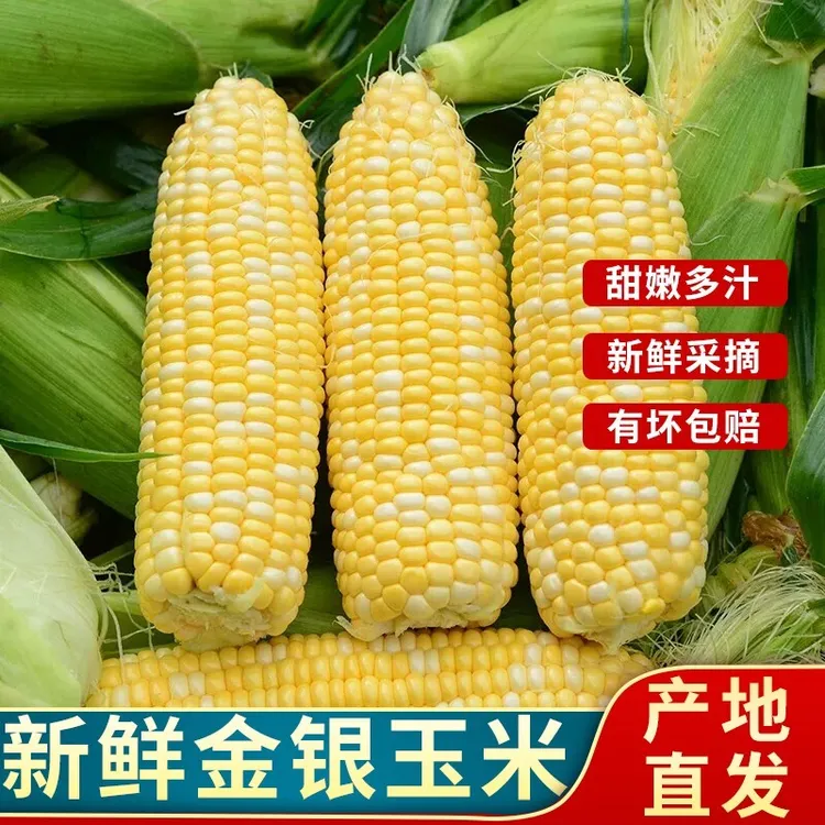 云南新鲜金银水果玉米甜玉米现摘现发甜脆可生吃/榨汁