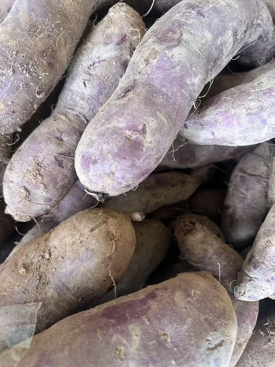 新鲜现挖正宗沙地冰淇淋紫薯老少皆宜【世洁土特产】