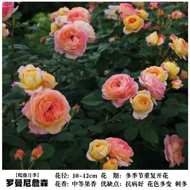 【月季爬藤大苗】大花四季开花阳台盆栽庭院爬藤惊艳花卉