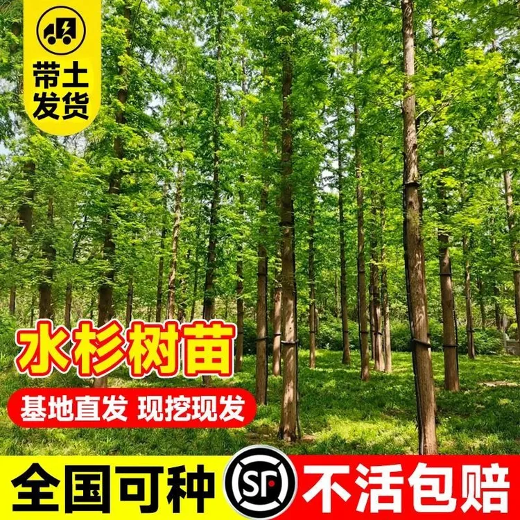 水杉树苗大树鱼缸造景水培老桩盆栽河边庭院道路绿化农田占地护坡