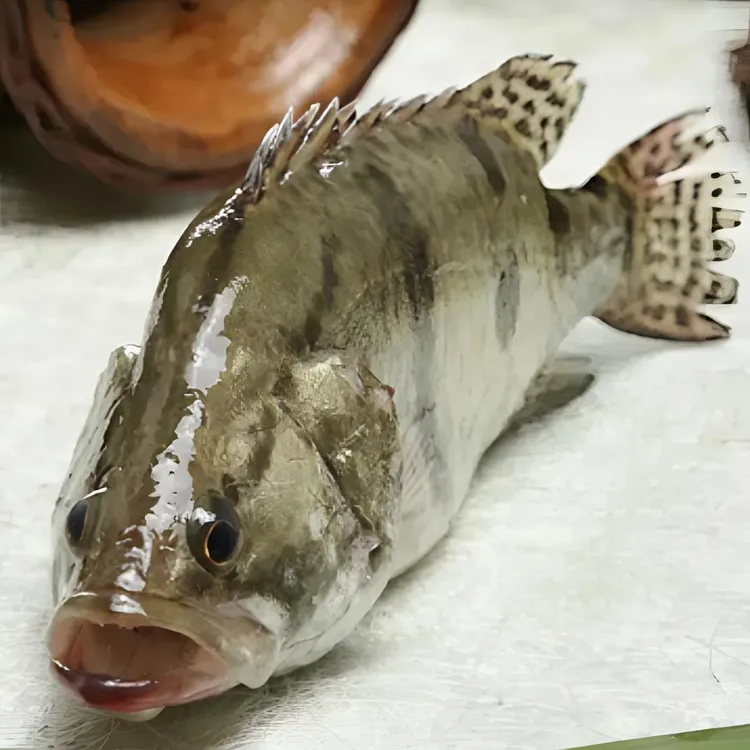 【村支书姚其飞】当涂农家非养殖大沟鳜鱼现杀现发【2条装】