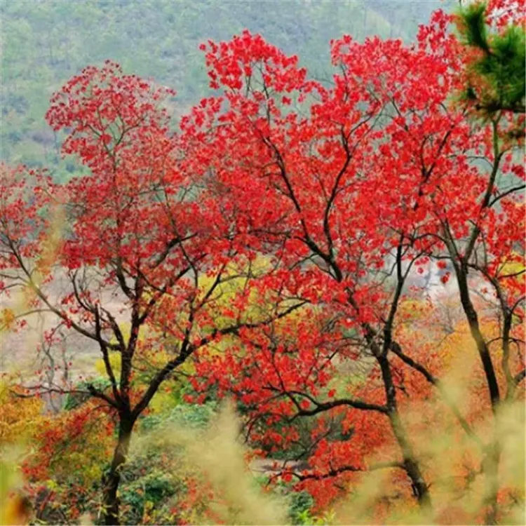 珍惜树种乌桕树苗南方北方均可种植乌桕苗乌桕树大型工程绿化苗