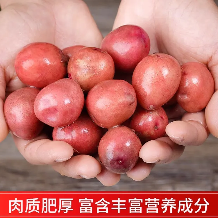 2云南农家现挖红皮土豆新鲜粉糯黄心迷你小土豆产地直供土豆