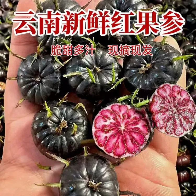云南红果参高山稀少浆果新鲜水果蜘蛛果算盘果酸甜可口红果参