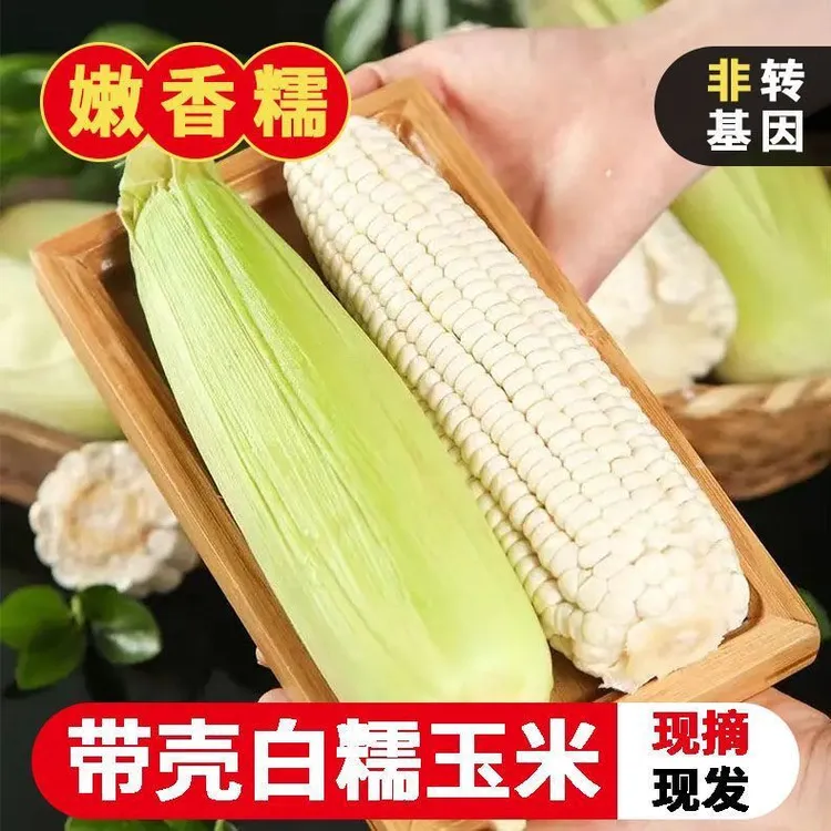 【广西白糯】新鲜现摘纯天然农家香糯带皮黏广西甜糯广西白糯玉米