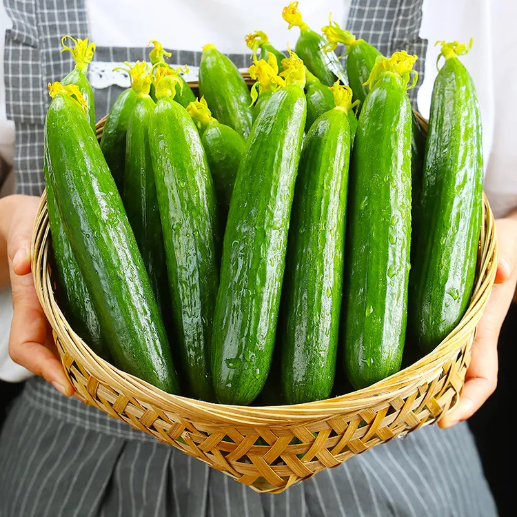【自然搭档】山东水果黄瓜3斤/4.5斤整箱小黄瓜食用新鲜蔬菜tz