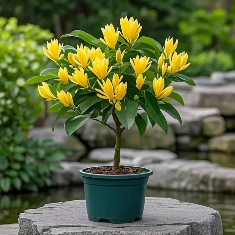 棒棒糖型白兰花盆栽室内外庭院绿植四季开花好养易活驱蚊黄角兰