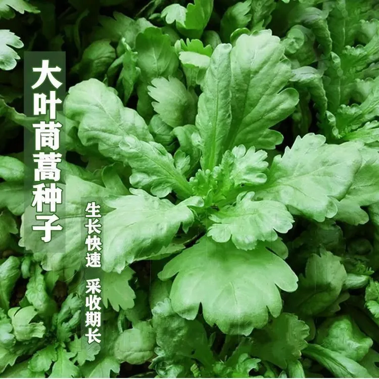 大叶茼蒿种子皇帝菜春夏秋冬盆栽阳台四季青蔬菜种籽