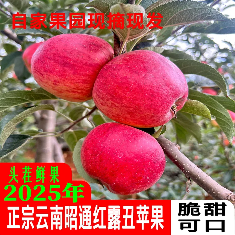 正宗云南昭通红露丑苹果新鲜采摘脆甜多汁2025年应季水果