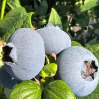 【真花香25】顺丰空运云南产地直发新鲜脆甜多汁蓝莓当季花香蓝莓