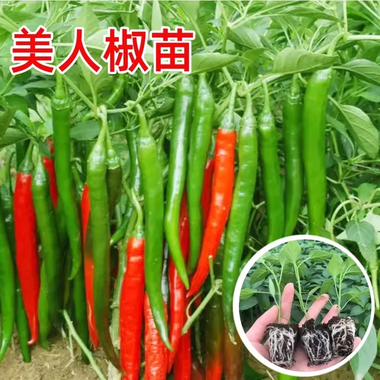 【美人椒 辣椒苗】香辣美人椒秧苗蔬菜秧苗四季阳台小院栽种