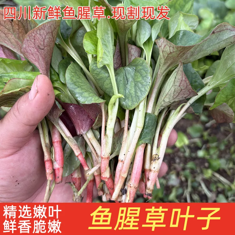 折耳根嫩叶新鲜鱼腥草嫩叶2025年四川农家露天凉拌猪皮拱叶子现割