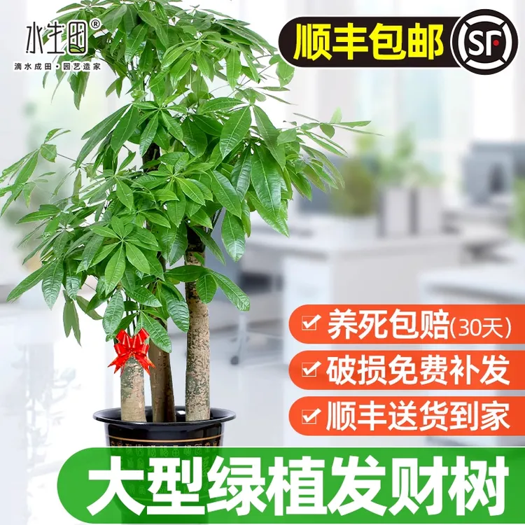 【大棵发财树】室内招财植物盆栽三杆新家客厅办公室电视柜两旁装饰