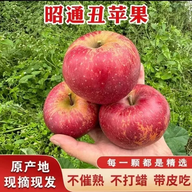 云南昭通丑苹果新鲜现摘脆甜多汁营养丰富包邮到家
